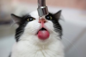 avantages de filtrer l’eau du robinet